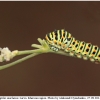 pap machaon larva4 kher